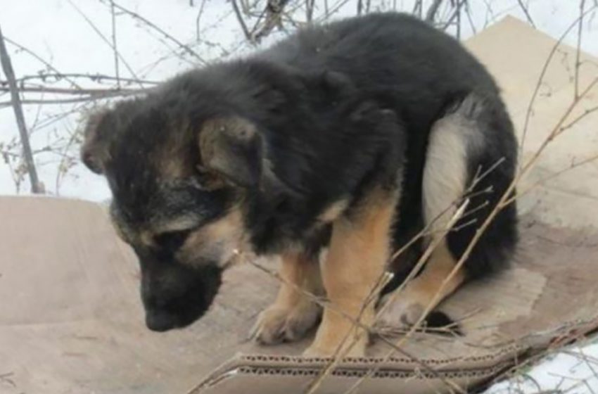  The puppy was abandoned to the mercy of fate. But a kind girl picked him up, cured him and made him a best friend