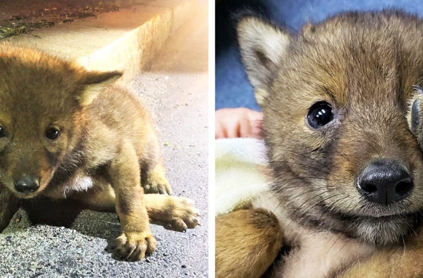  The kind policeman saved the helpless coyote pup