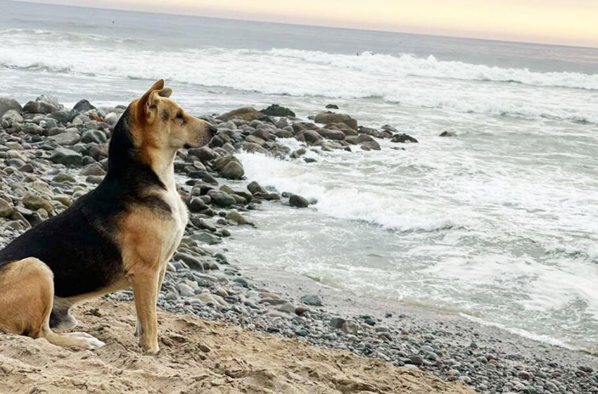  The woman met a sweet dog staring to the sea constantly