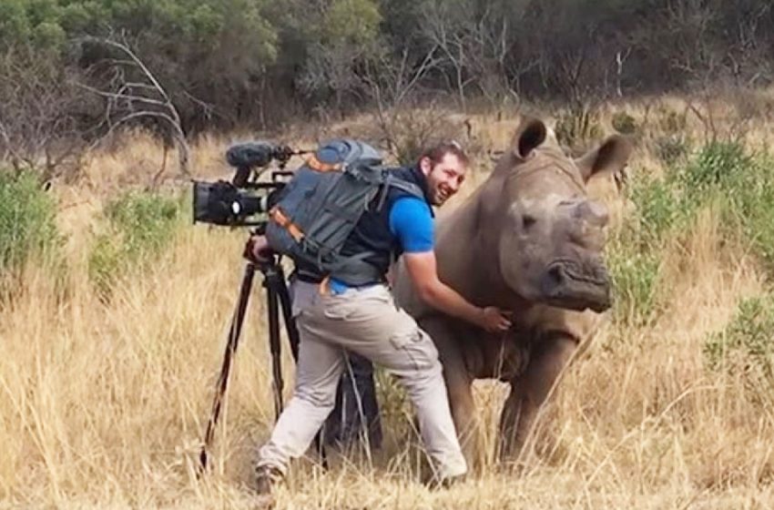 Wild rhino approached the photographer to be rubbed