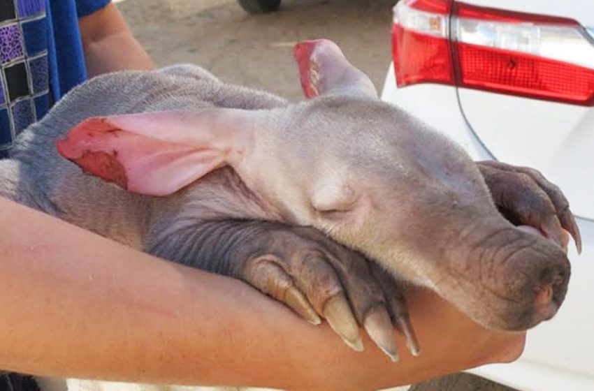  The truck driver found a tiny poor animal hiding under the tire