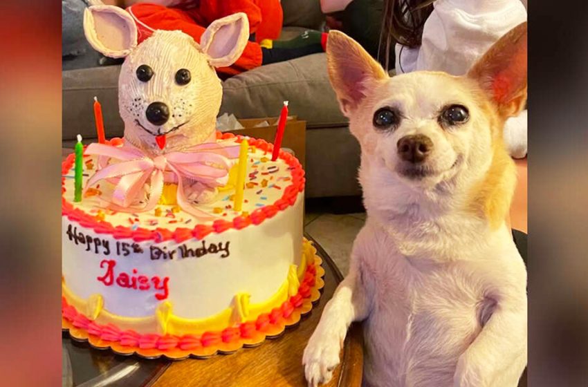  The sweet dog was extremely happy to celebrate his birthday