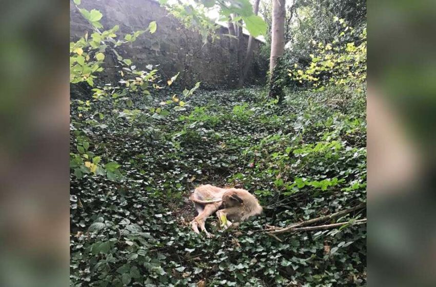  The dog abandoned in the wood was waiting someone for help