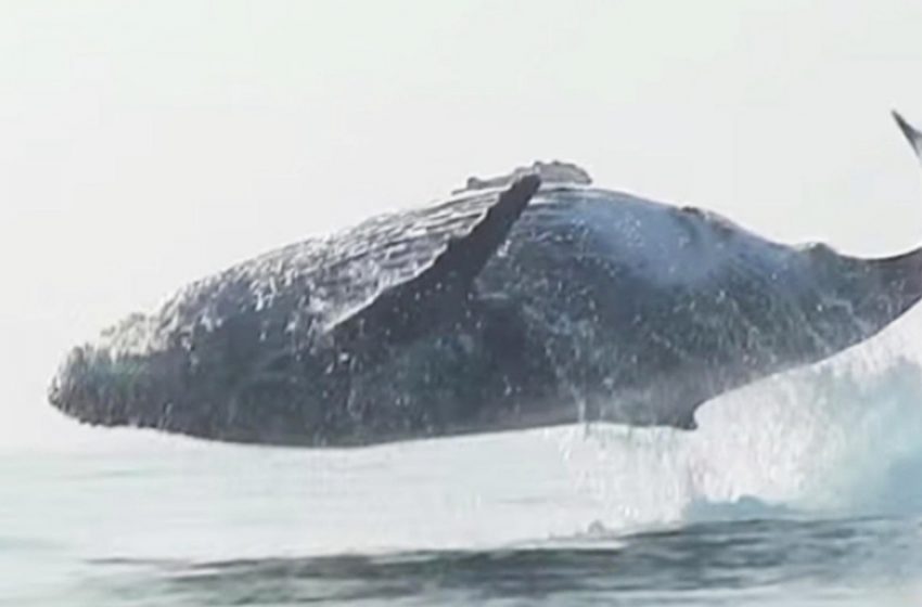  The gigantic whale was caught bursting fully out of the water