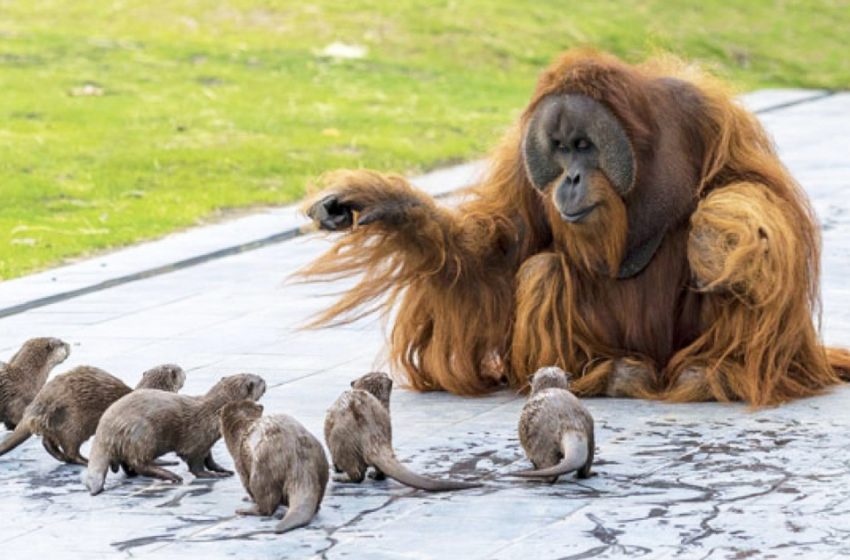  The lovely orangutans became frineds with otters