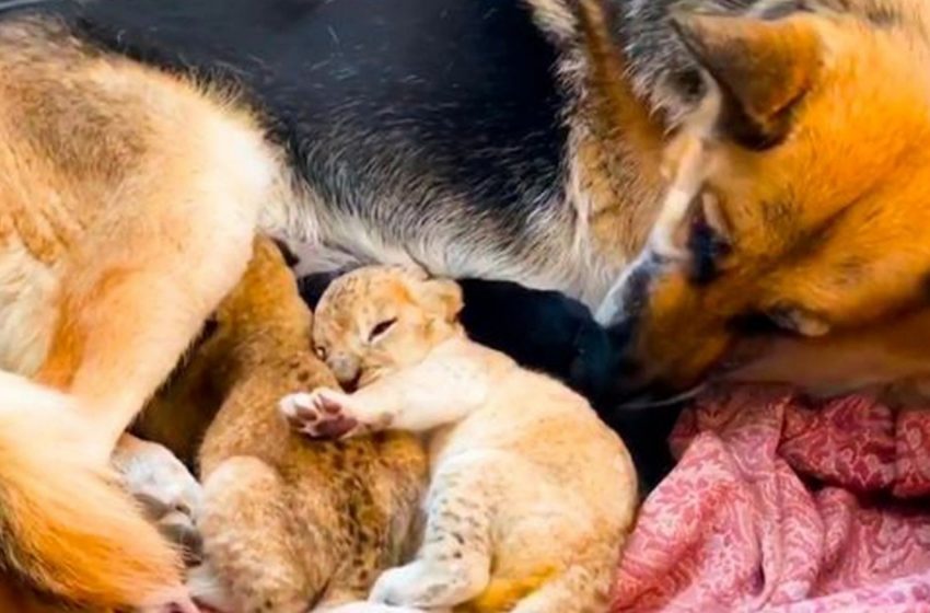  The lion cubs abandoned by their mom were saved by the caring dog