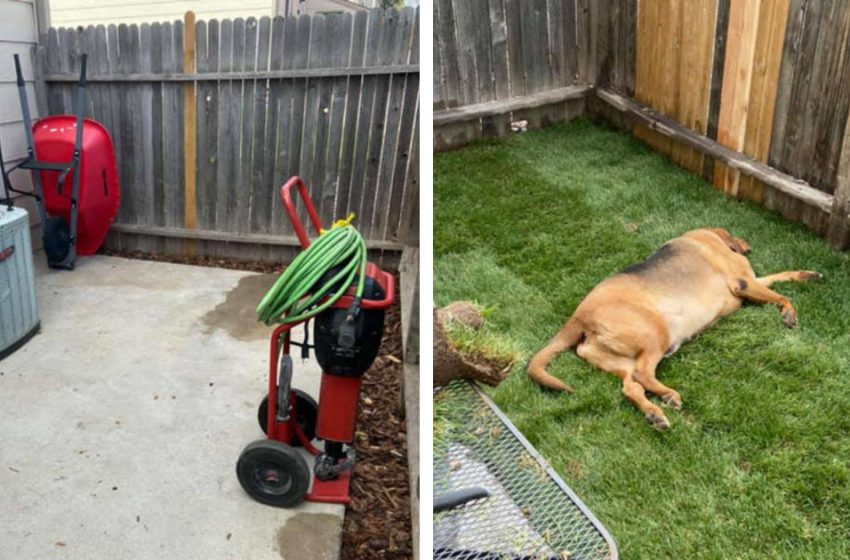  The woman made a fine yard for her loving pet