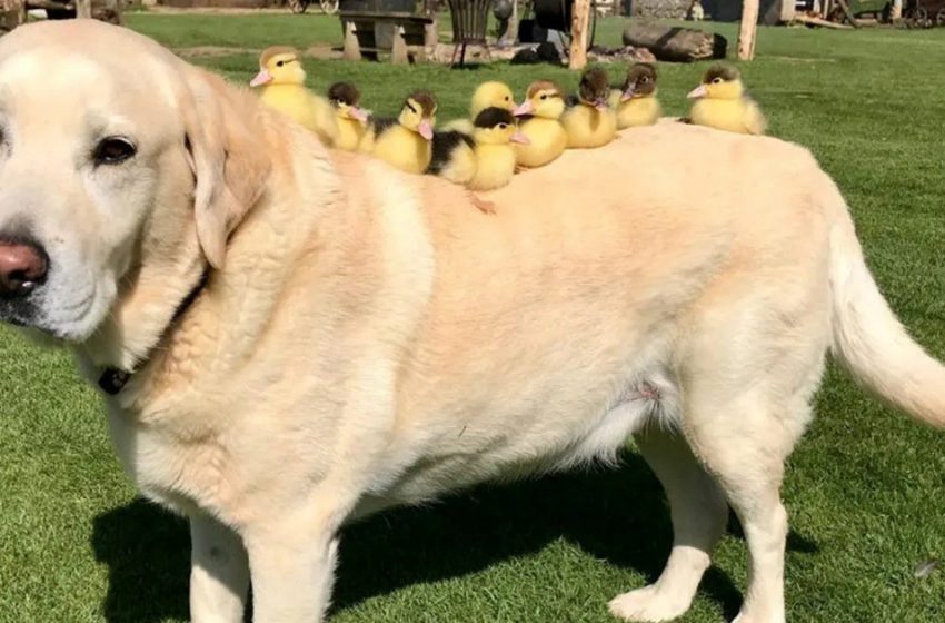  The sweet dog adopted 9 homeless ducklings