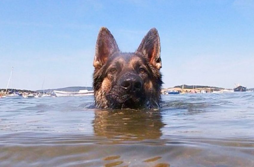  The most devoted friend: the dog swam to the shore for 11 hours to save his owner