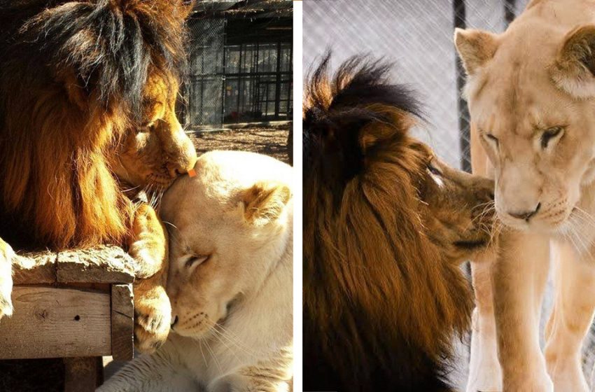  The poor lion was about to die when she was rescued and found the loving place