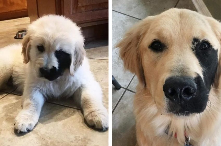  This amzing Golden Retriever has a wonderful mark on his face