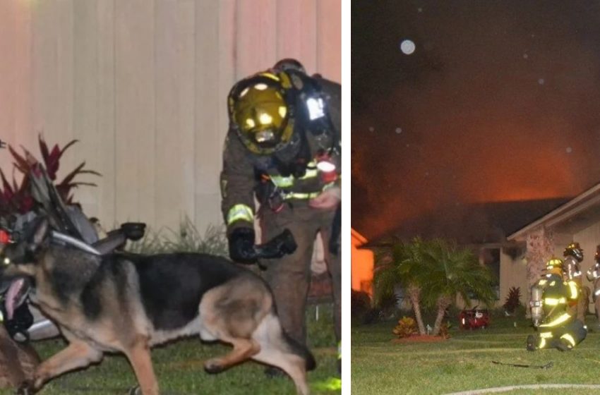  Retired police dog helped the firefighters to rescue the children in the burning house