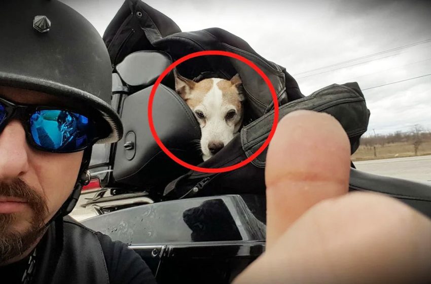  This man who saved the poor dog is a real hero