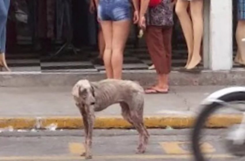  The woman saved the poor dog who seemed to end his life in a busy traffic