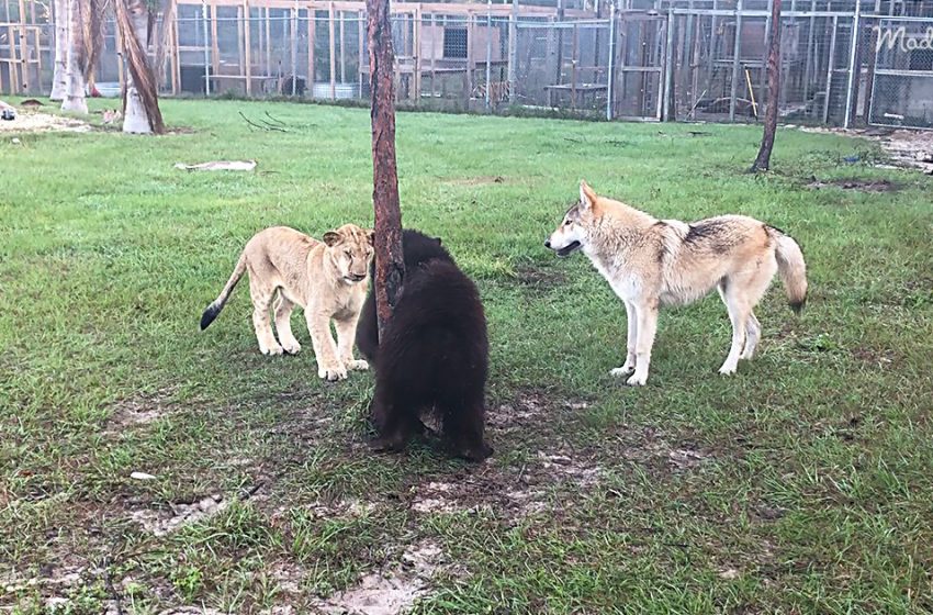  The sweet baby lion plays with baby bear and wolf