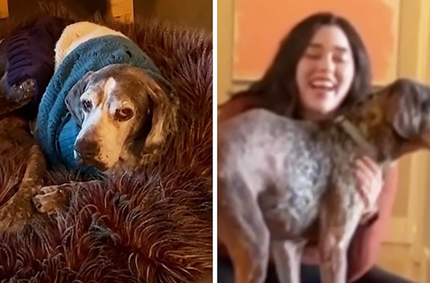  The senior dog revealed his characteristic with his new family