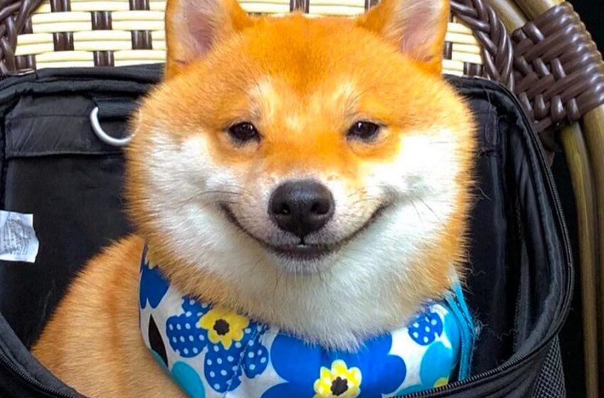  Shiba Inu named Uni is the most smiling and joyful dog in the world