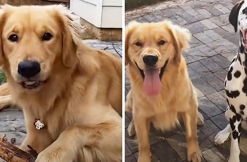  The Golden Retriever who was first envious of new Dalmatian pup became best friends with him