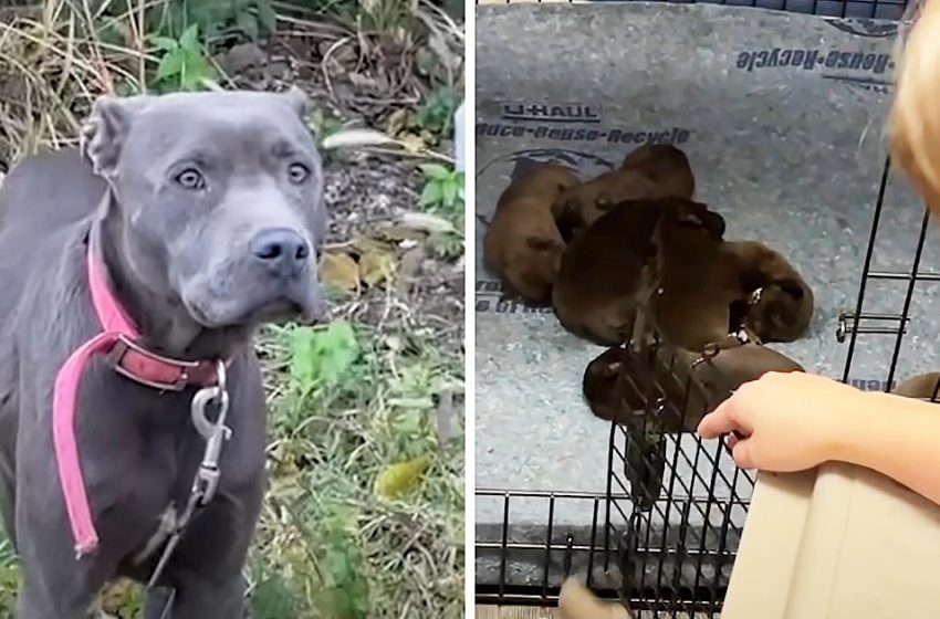  The worried dog trusted the woman and came with her babies to her