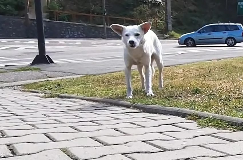  The stray dog who was following people on streets was rescued finally