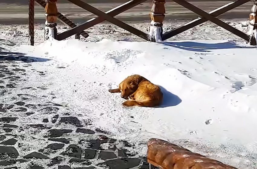  The tourist did everything to save the abandoned dog