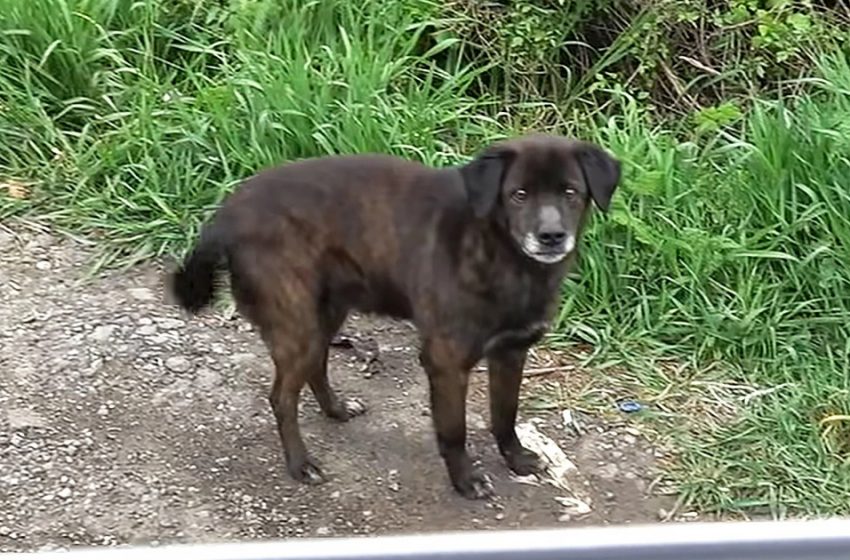  The abandoned old dog was saved by good-natured volunteers