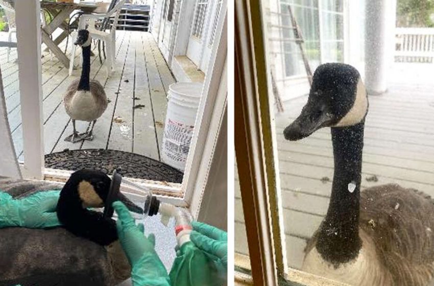  The anxious goose followed her boyfriend when he was taken to hospital