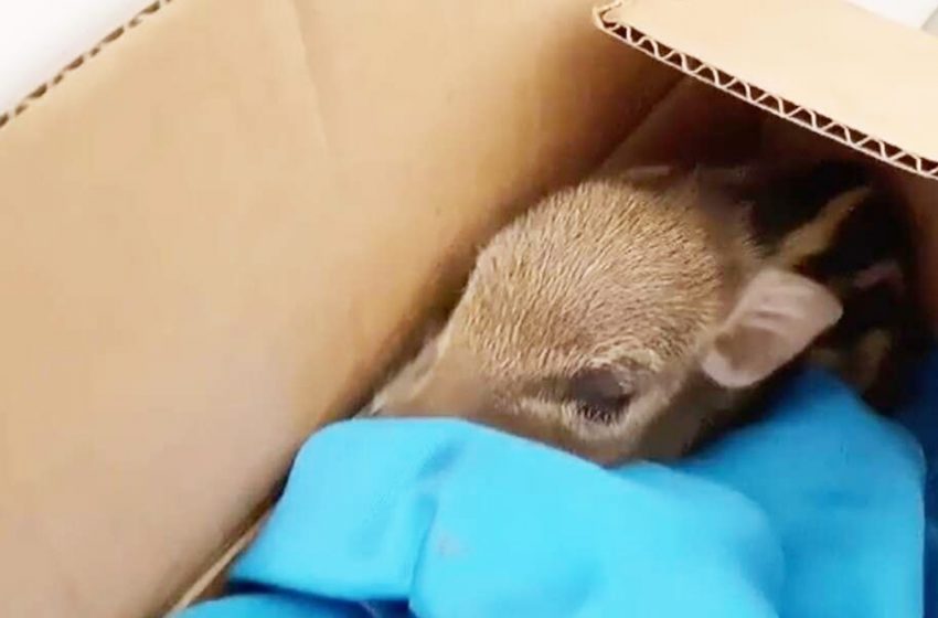  Woman found a box on her doorstep. And a surprise was waited her