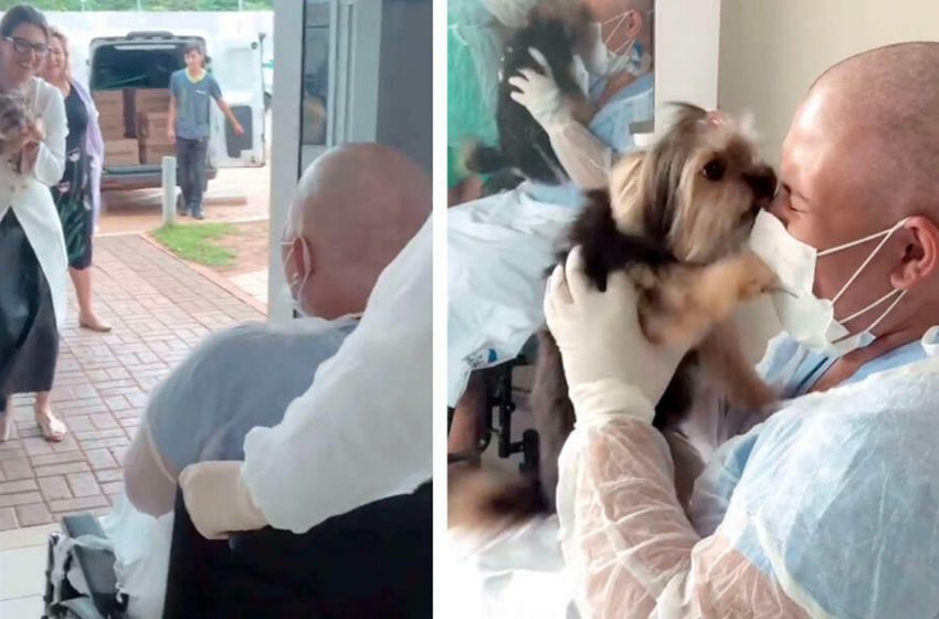  The tiny dog had an emotional meeting with her mistress in the hospital