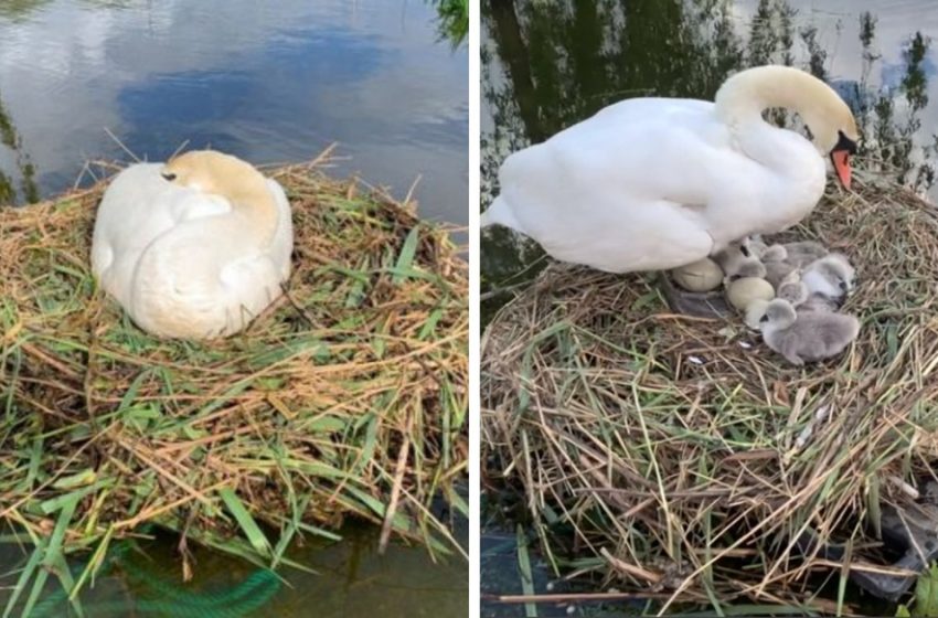  The kind man helped the swan build her nest and save the eggs