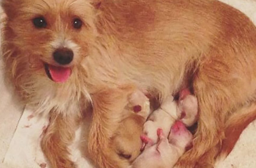  Mother dog was depressed losing her babies, but she overcame it by adopting other puppies