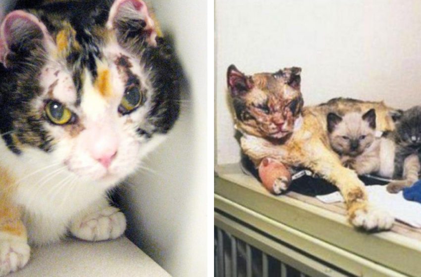  Maternal instinct: during a fire, the cat desperately saved her kittens