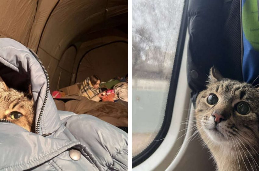  The famous Ukrainian cat, who makes so many people happy, runs away with his family