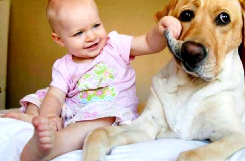  Some evidence that a dog is a child’s best friend