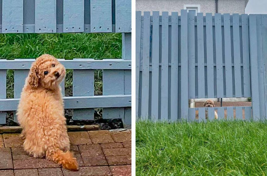  The dog became extremely happy when the family made a fence window for him