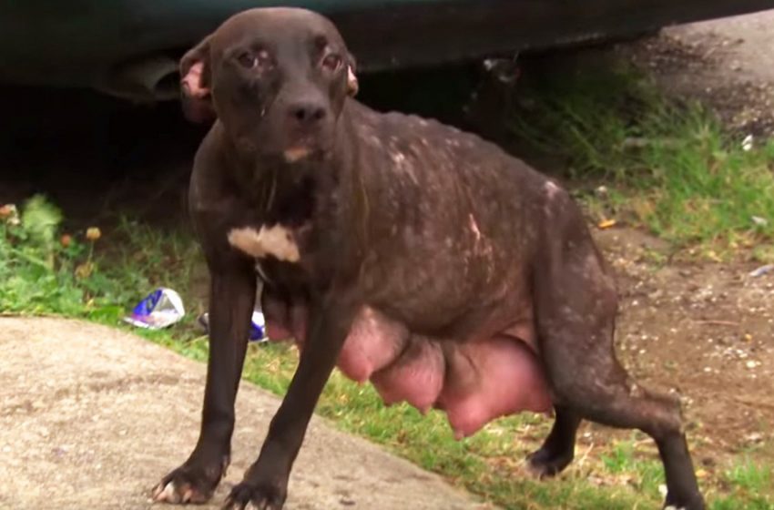  Pitbull mom desperately begged people to return her babies. A touching story of saving an entire family