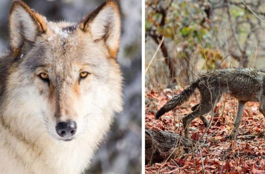  People rescued a wolf that got its head stuck in a plastic bottle