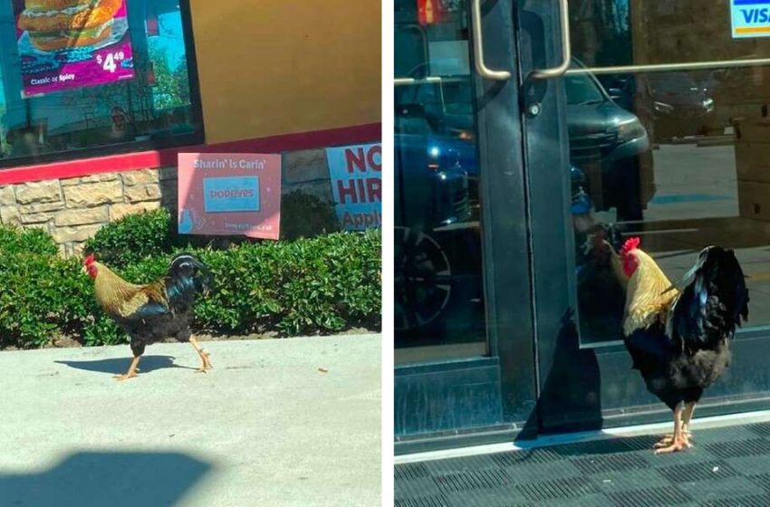  The lost rooster was seen at Popeyes staying there after the hurricane