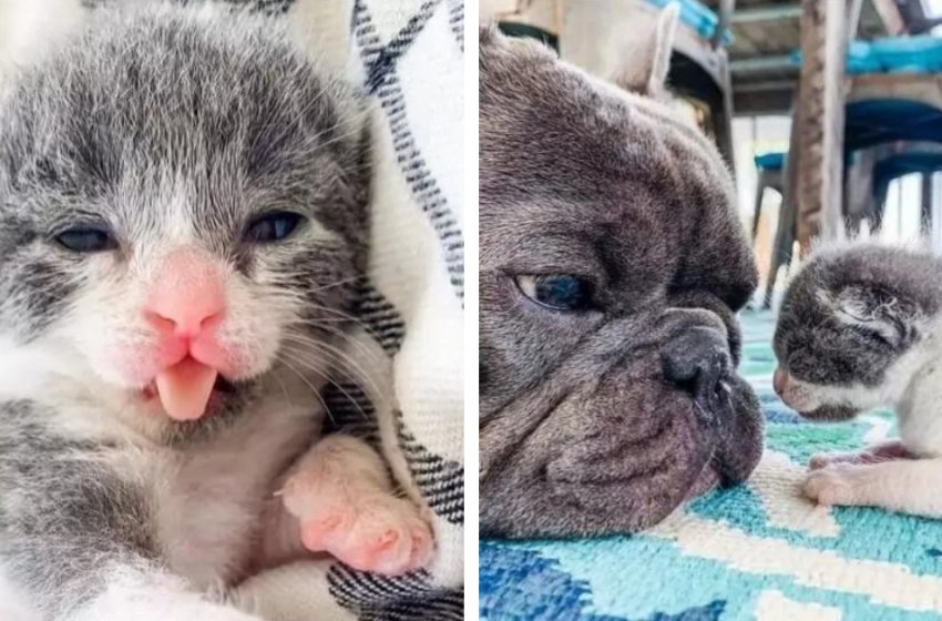  Bulldogs help abandoned two-day-old kitten survive