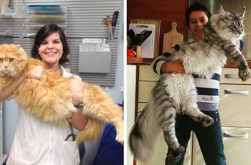  Giant cats that will soon become larger than their owners