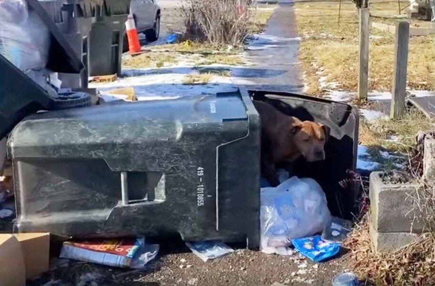  The dog who was living in garbage can felt protected there