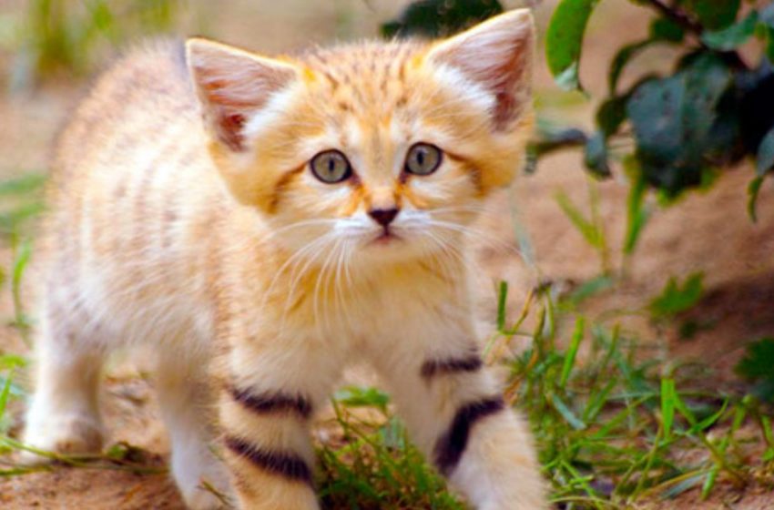  Dune cats are the smallest breed, even as adults they look like kittens