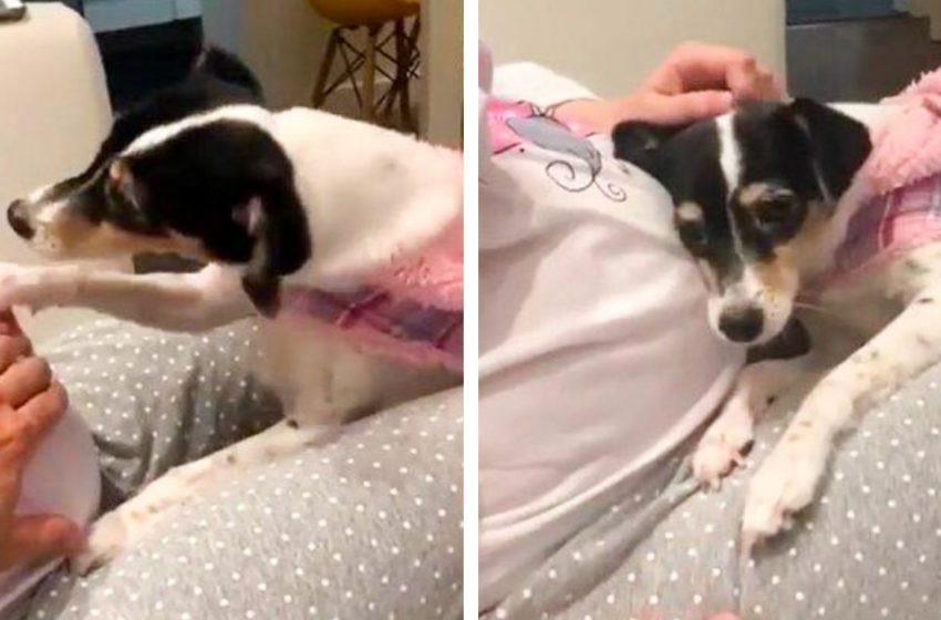  The dog that moves the hand of the pregnant mother to listen to the baby’s heartbeat