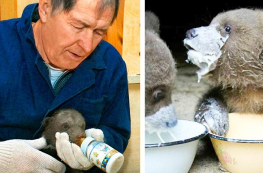  The Pazhetnov family has been saving bear cubs for more than 20 years. They were able to return to nature more than 200 bears