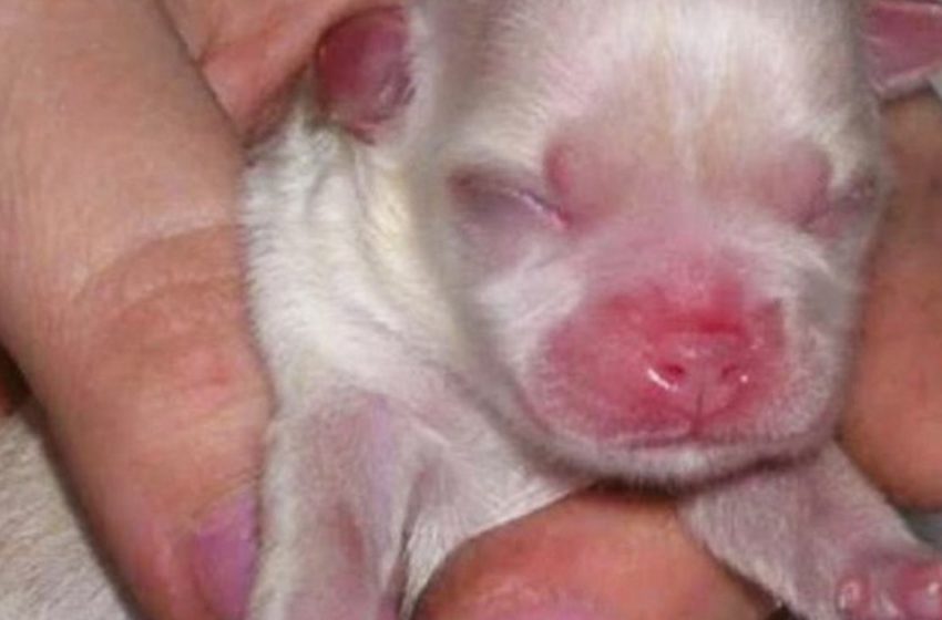  9-year-old boy Zhenya saved a tiny puppy. And it turned out that this is a thoroughbred dog