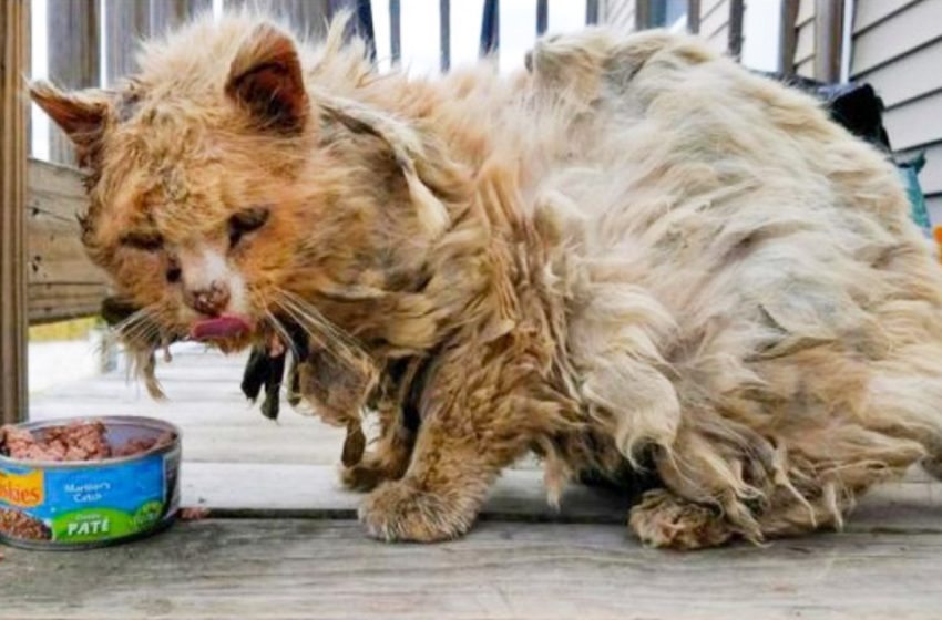  A stray cat was found trapped, but thanks to people he became important again