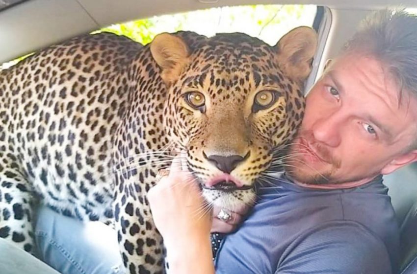  The guy took the leopard from the zoo and now they live in the same apartment