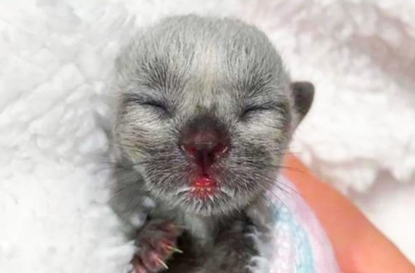  The girl found a kitten with an unusual color and began to nurse him with her cat