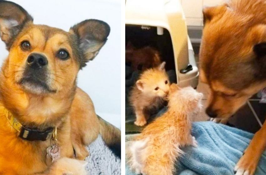  The dog could not be indifferent about the abandoned kittens and now he is their «adoptive dad»