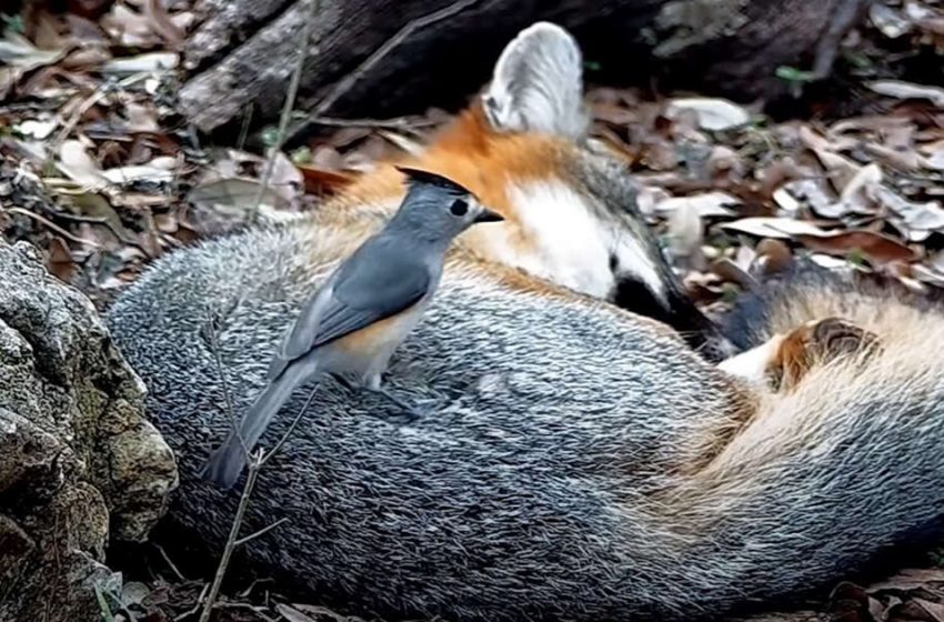  The daring tiny bird was caught stealing fur from the sleeping fox